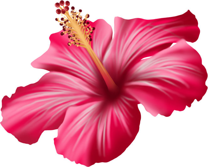 Tropical Flower - Shoeblackplant