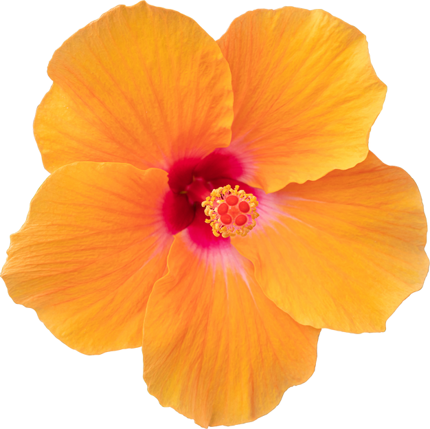 Hibiscus Flower Cutout